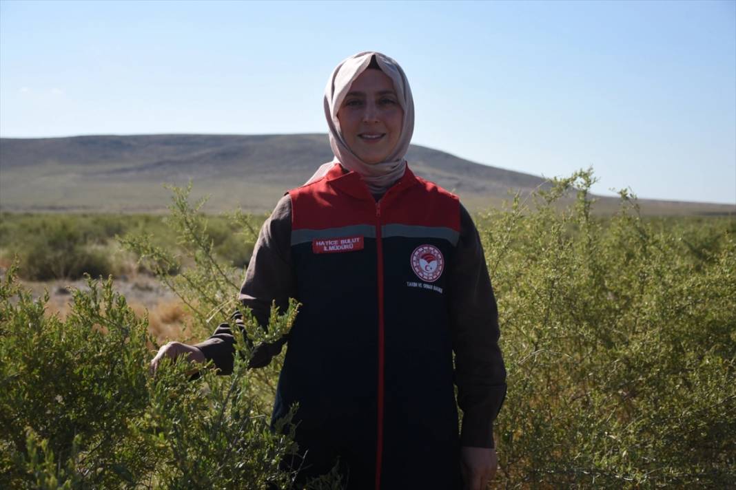 800 bin küçükbaş hayvan bu şehirde bedava otlatılacak! 2 saatlik beslenme 24 saat enerjiye bedel 10